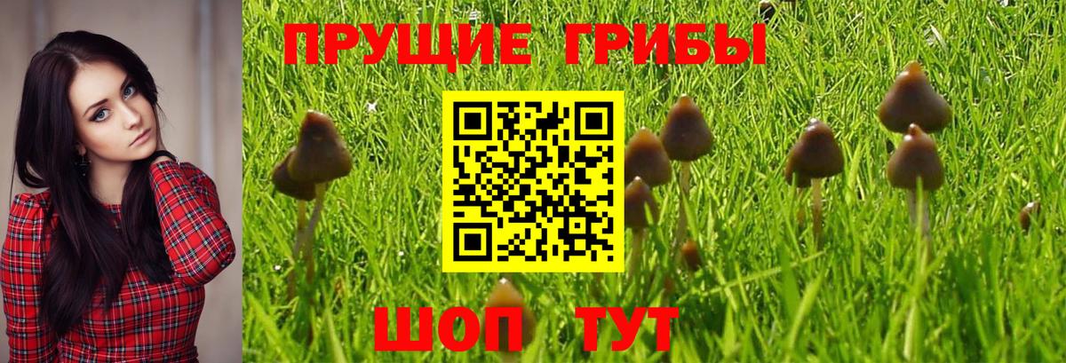 где купить наркоту  Галлюциногенные грибы Magic Shrooms  Вход с VPN  Каменка 